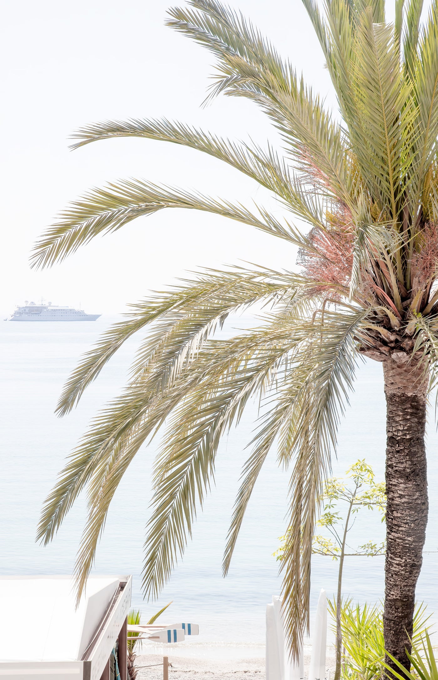 Morning in Menton - Palm tree art print by Cattie Coyle Photography
