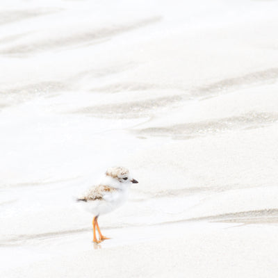 Piping Plover Chick No 3 - Shorebird Art Print by Cattie Coyle Photography