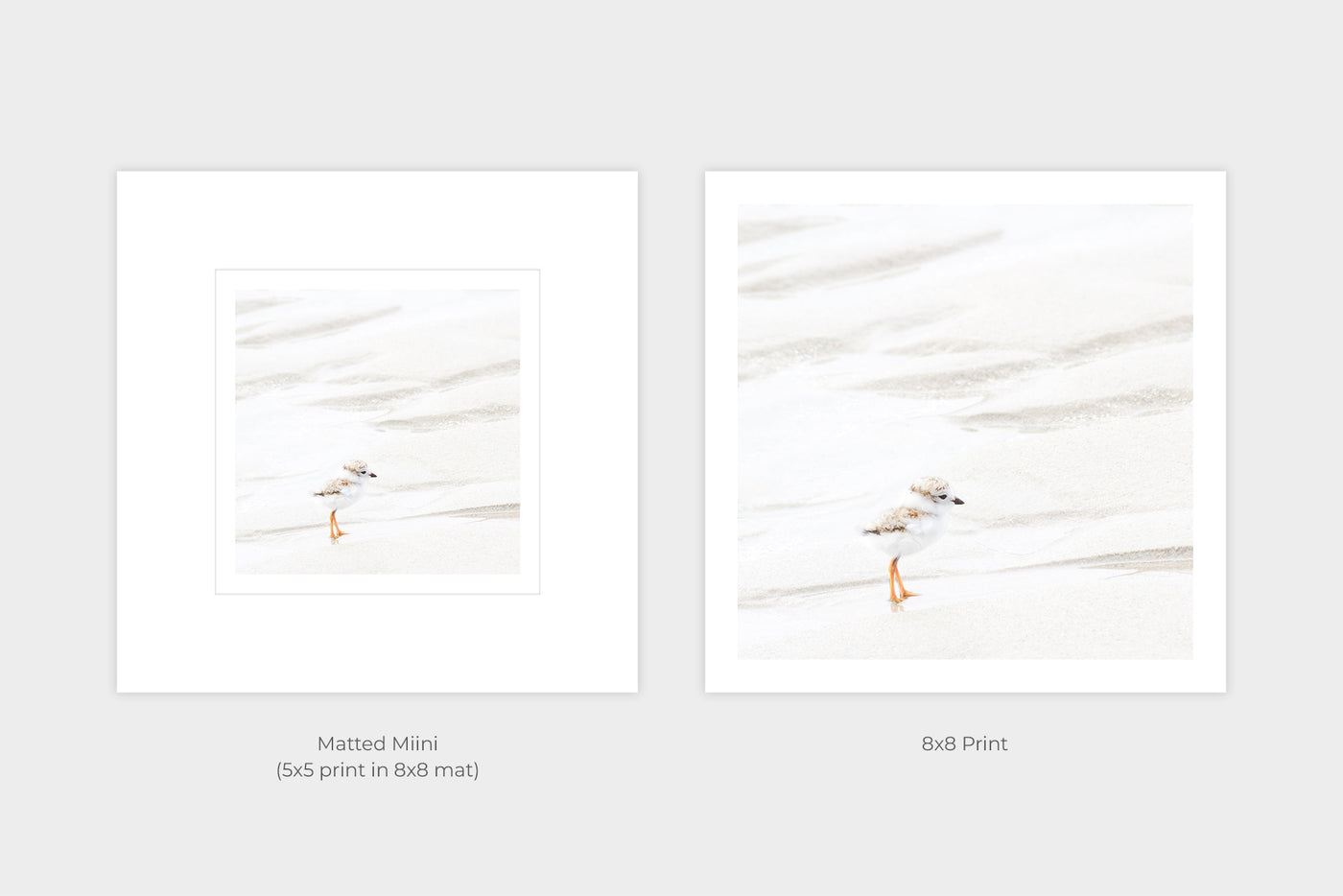 Piping Plover Chick No 3 - Shorebird art prints by Cattie Coyle Photography