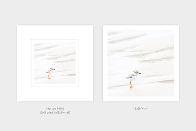 Piping Plover Chick No 3 - Shorebird art prints by Cattie Coyle Photography