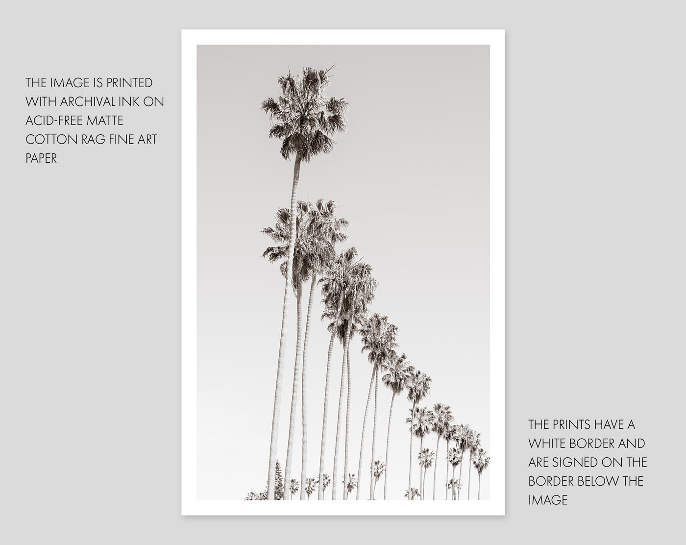 Palm Trees – Black and white fine art prints by Cattie Coyle Photography