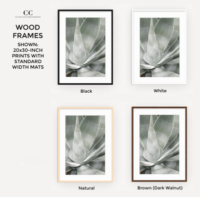 Fox Tail Agave - Framed succulent art prints by Cattie Coyle Photography