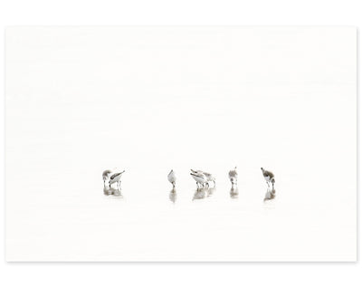 Sandpipers No 1 - Minimalist bird photography fine art print by Cattie Coyle