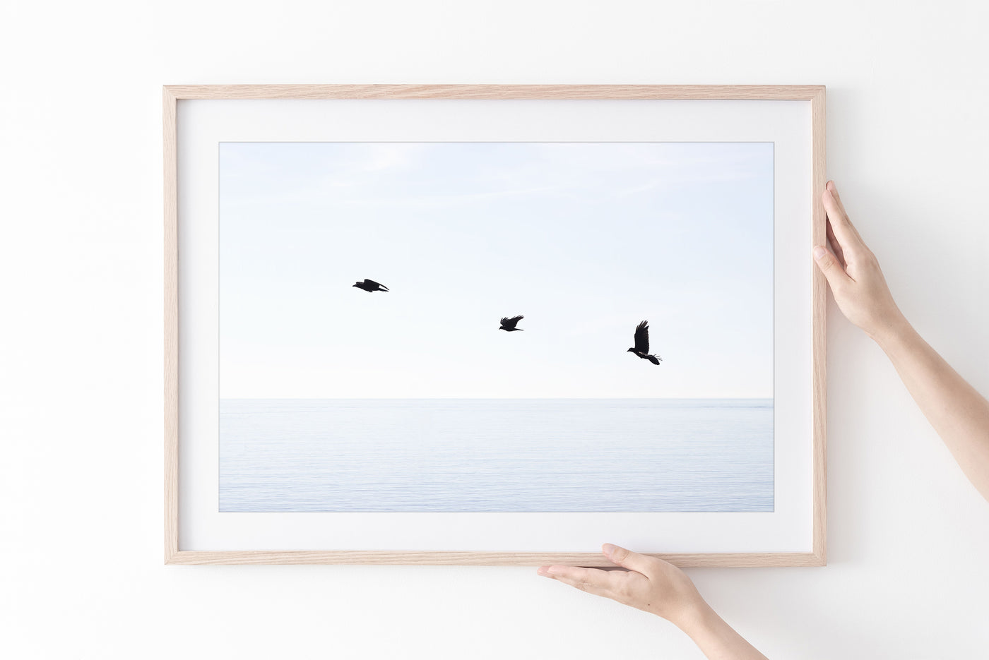 Three birds in flight - Wildlife photography art print by Cattie Coyle