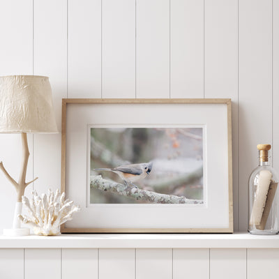 Tufted Titmouse art print by Cattie Coyle Photography