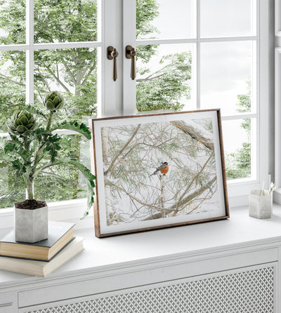 American Robin art print by Cattie Coyle Photography