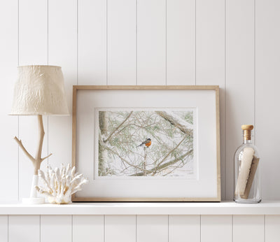 American Robin art print by Cattie Coyle Photography