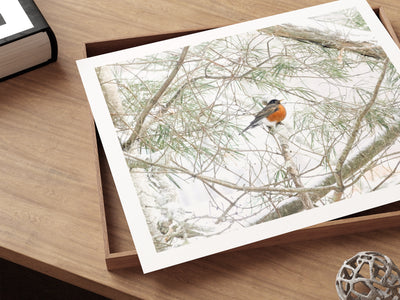 American Robin art print by Cattie Coyle Photography
