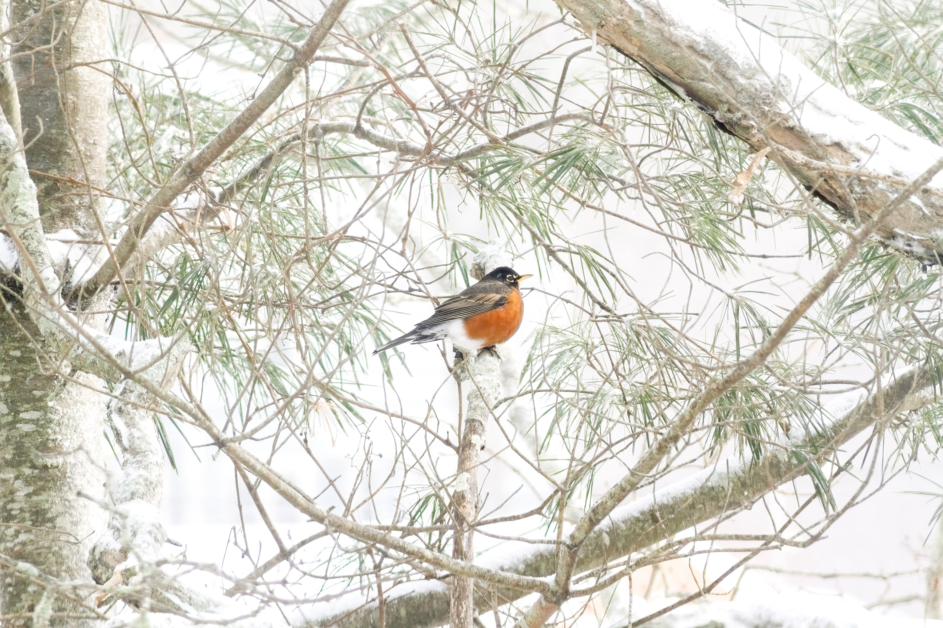 American Robin Art Print by Cattie Coyle Photography
