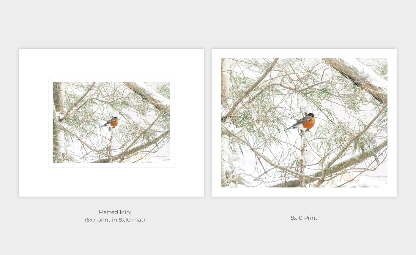 American Robin art prints by Cattie Coyle Photography