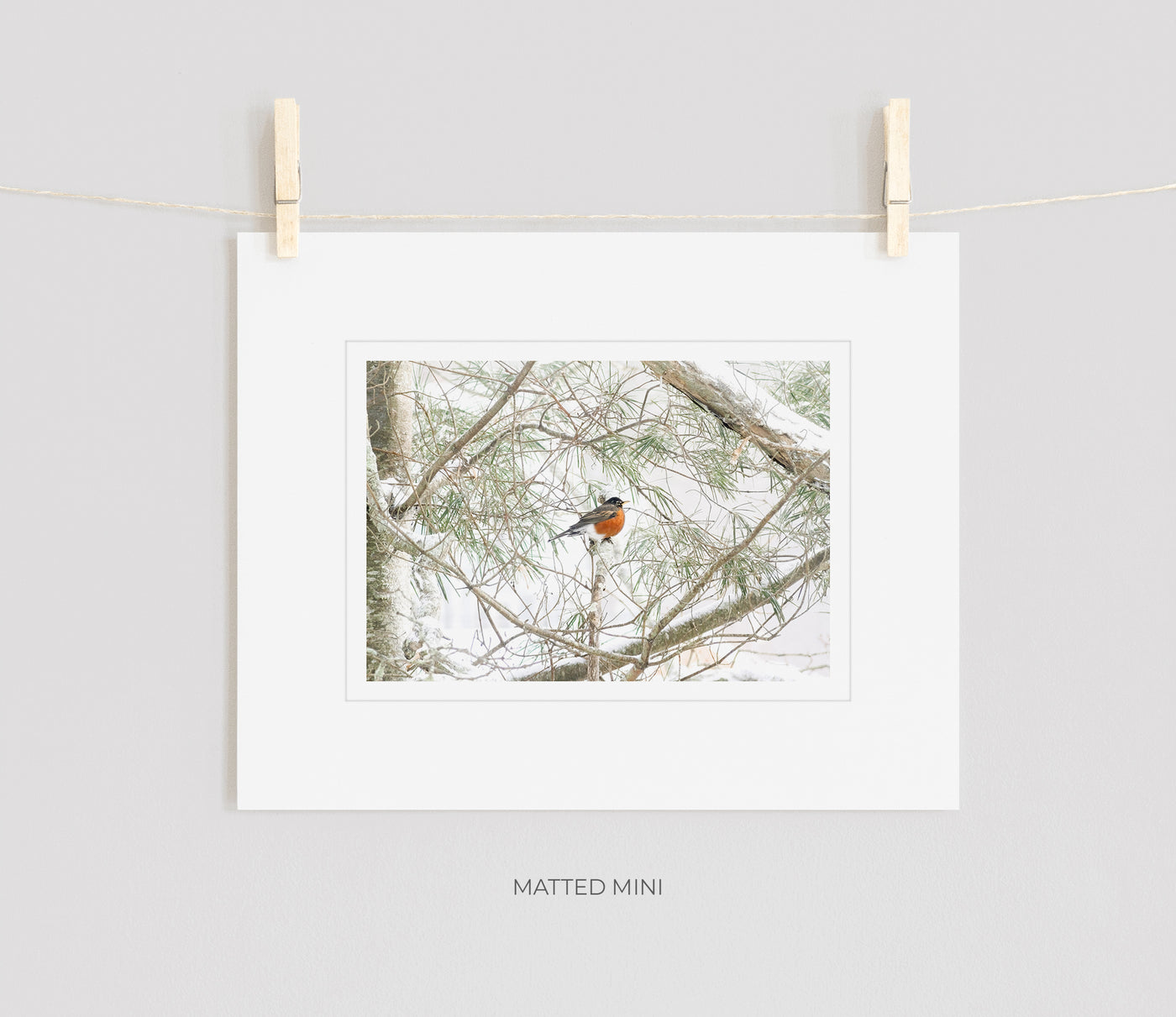 American Robin art print by Cattie Coyle Photography