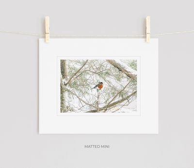 American Robin art print by Cattie Coyle Photography