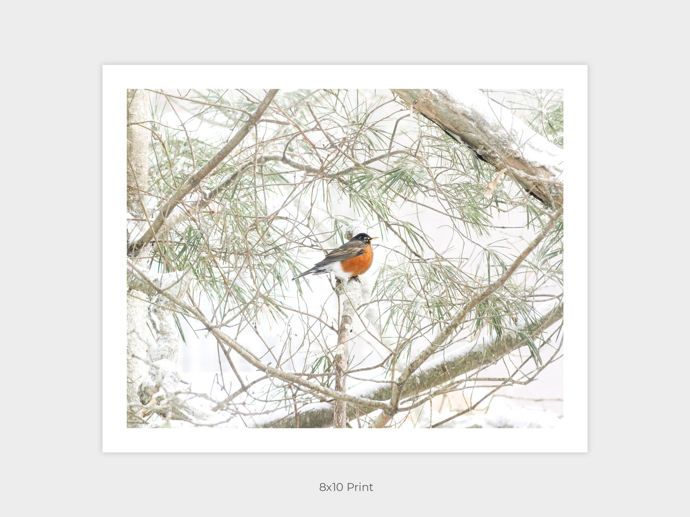 American Robin