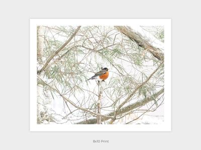 American Robin art print by Cattie Coyle Photography