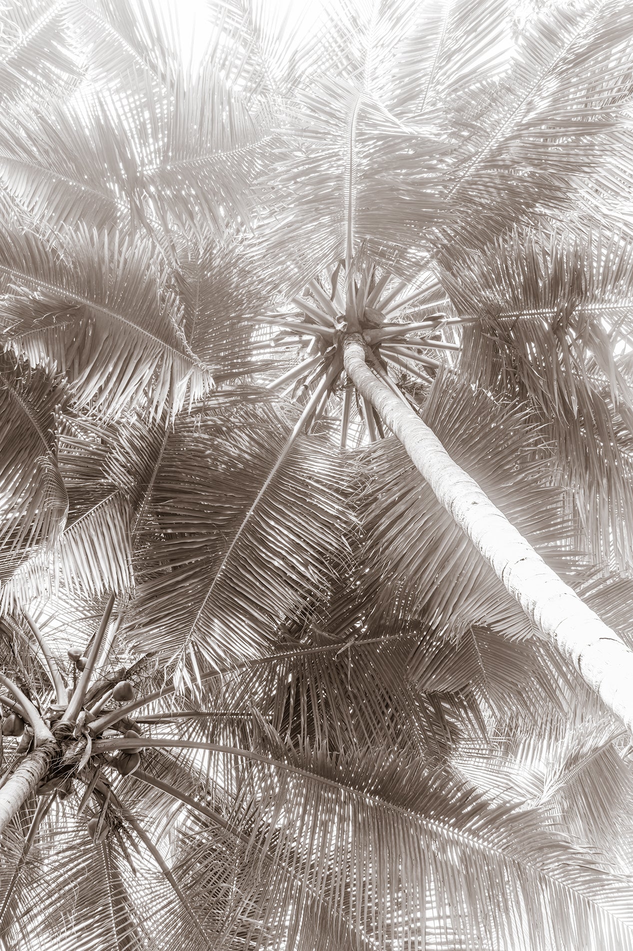 Black and white palm trees art print by Cattie Coyle Photography