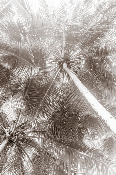 Black and white palm trees art print by Cattie Coyle Photography
