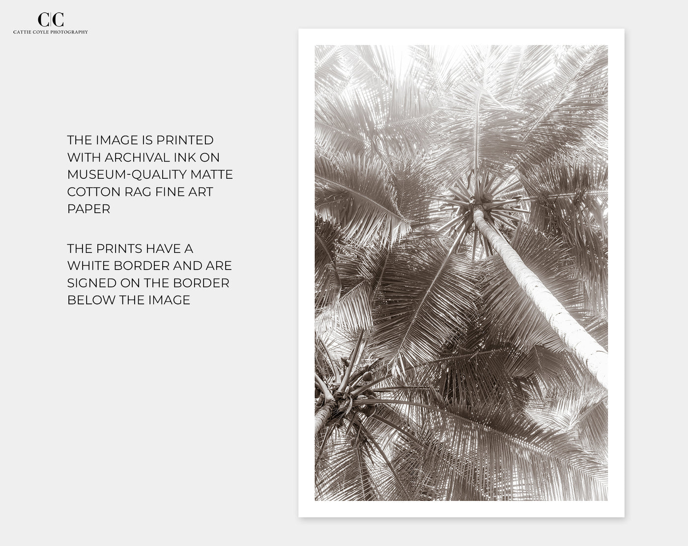 Black and white palm trees art prints by Cattie Coyle Photography
