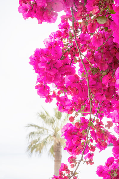 Bougainvillea and Palm Tree - Pink wall art by Cattie Coyle Photography