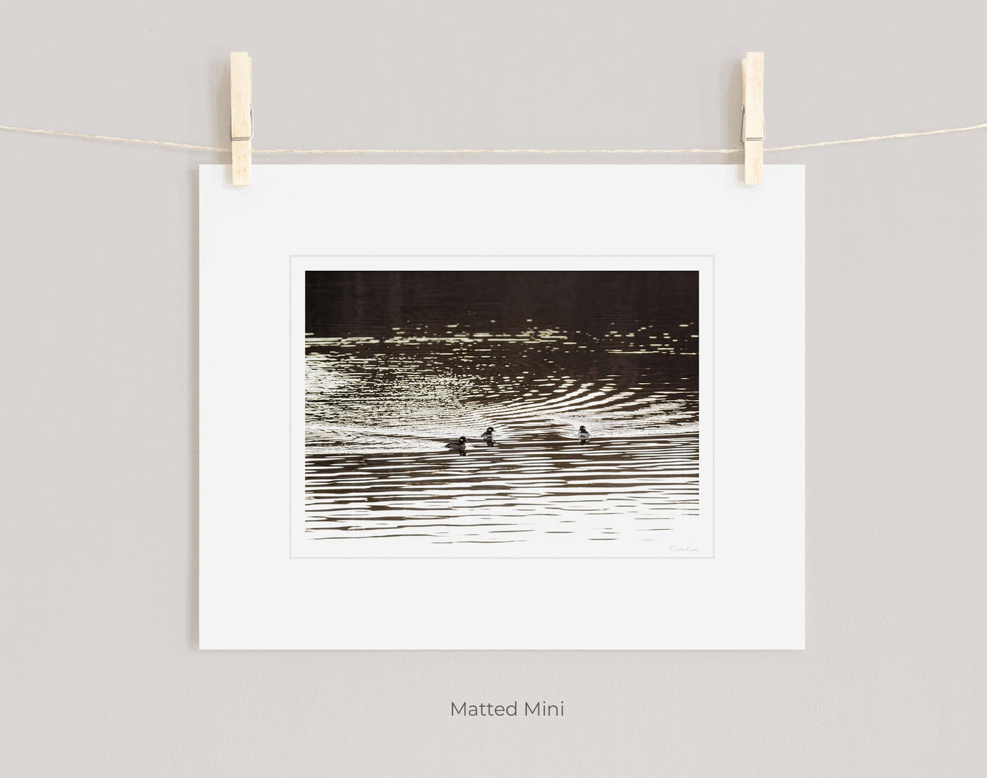 Buffleheads - Matted duck art print by Cattie Coyle Photography
