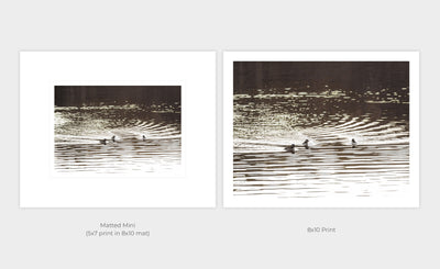 Buffleheads - Duck art print by Cattie Coyle Photography print options