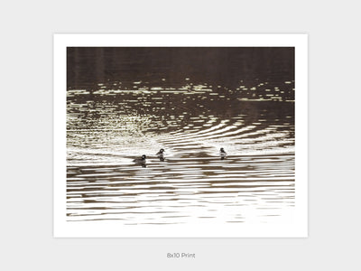 Buffleheads - Duck art print by Cattie Coyle Photography