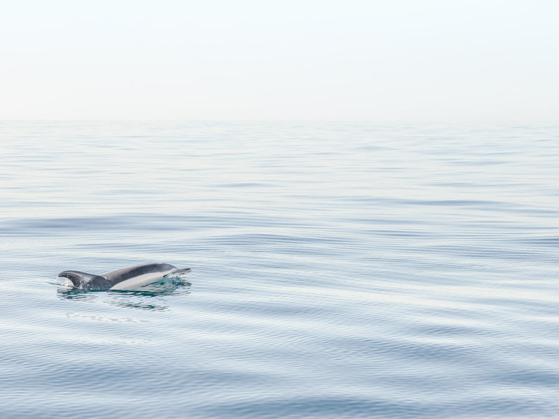 Dolphin art print by Cattie Coyle Photography