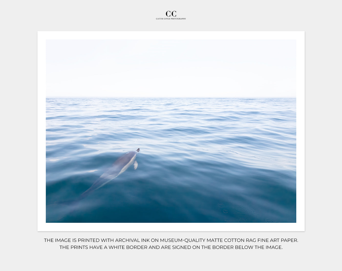 Dolphin wall art by Cattie Coyle Photography