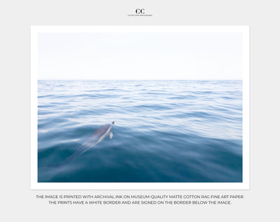 Dolphin wall art by Cattie Coyle Photography