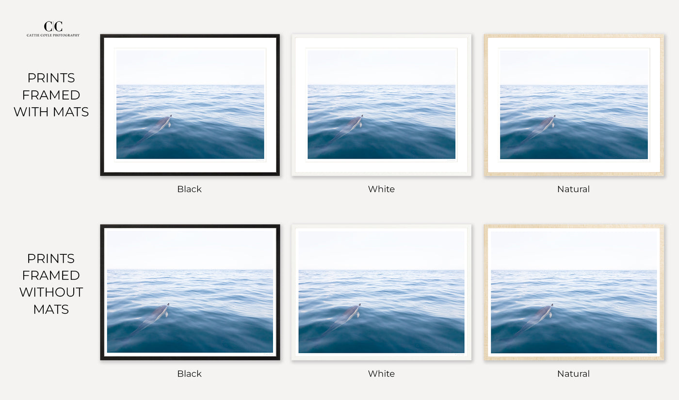 Framed dolphin wall art by Cattie Coyle Photography
