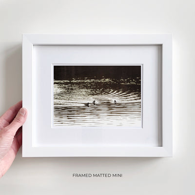 Framed duck art print by Cattie Coyle Photography