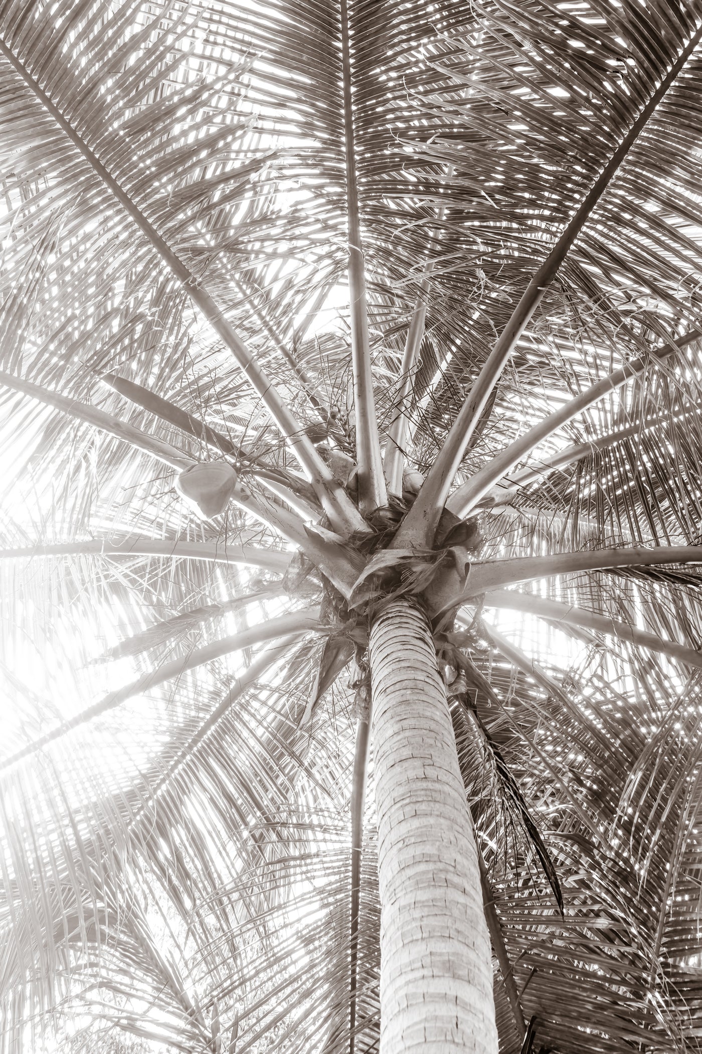 Framed palm tree wall art by Cattie Coyle Photography