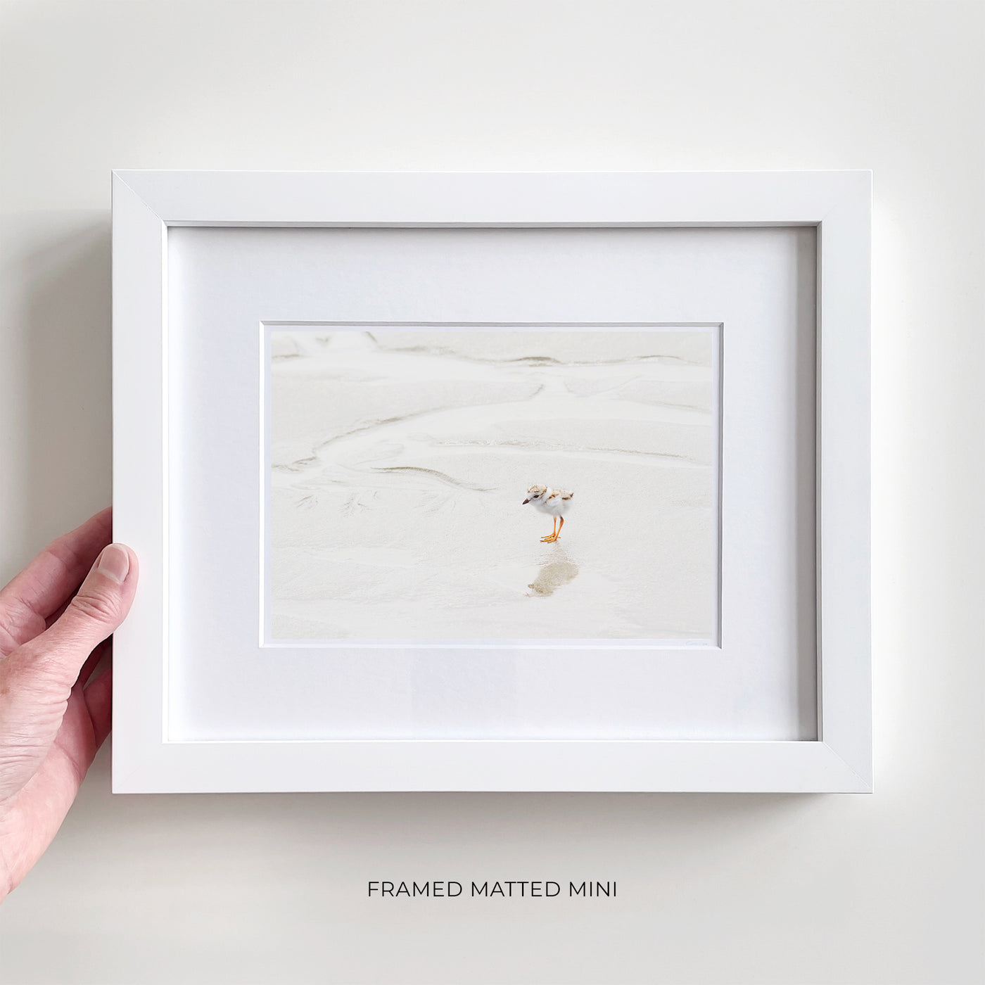 Framed piping plover art print by Cattie Coyle Photography