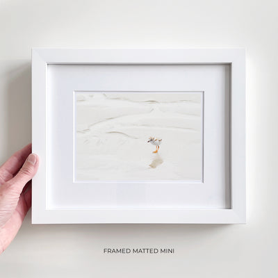 Framed piping plover art print by Cattie Coyle Photography
