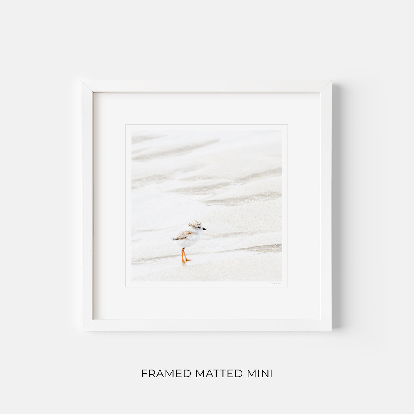 Framed shorebird art print by Cattie Coyle Photography
