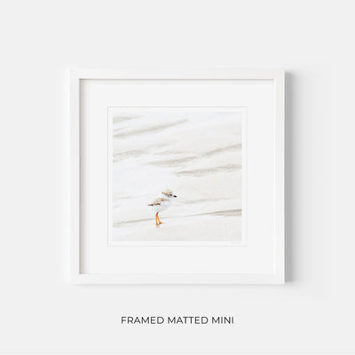 Framed shorebird art print by Cattie Coyle Photography