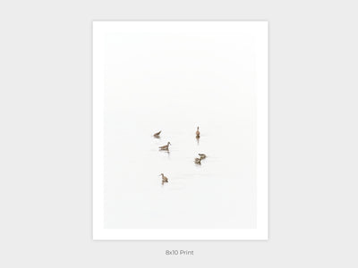 Greater Yellowlegs - Shore birds art print by Cattie Coyle Photography