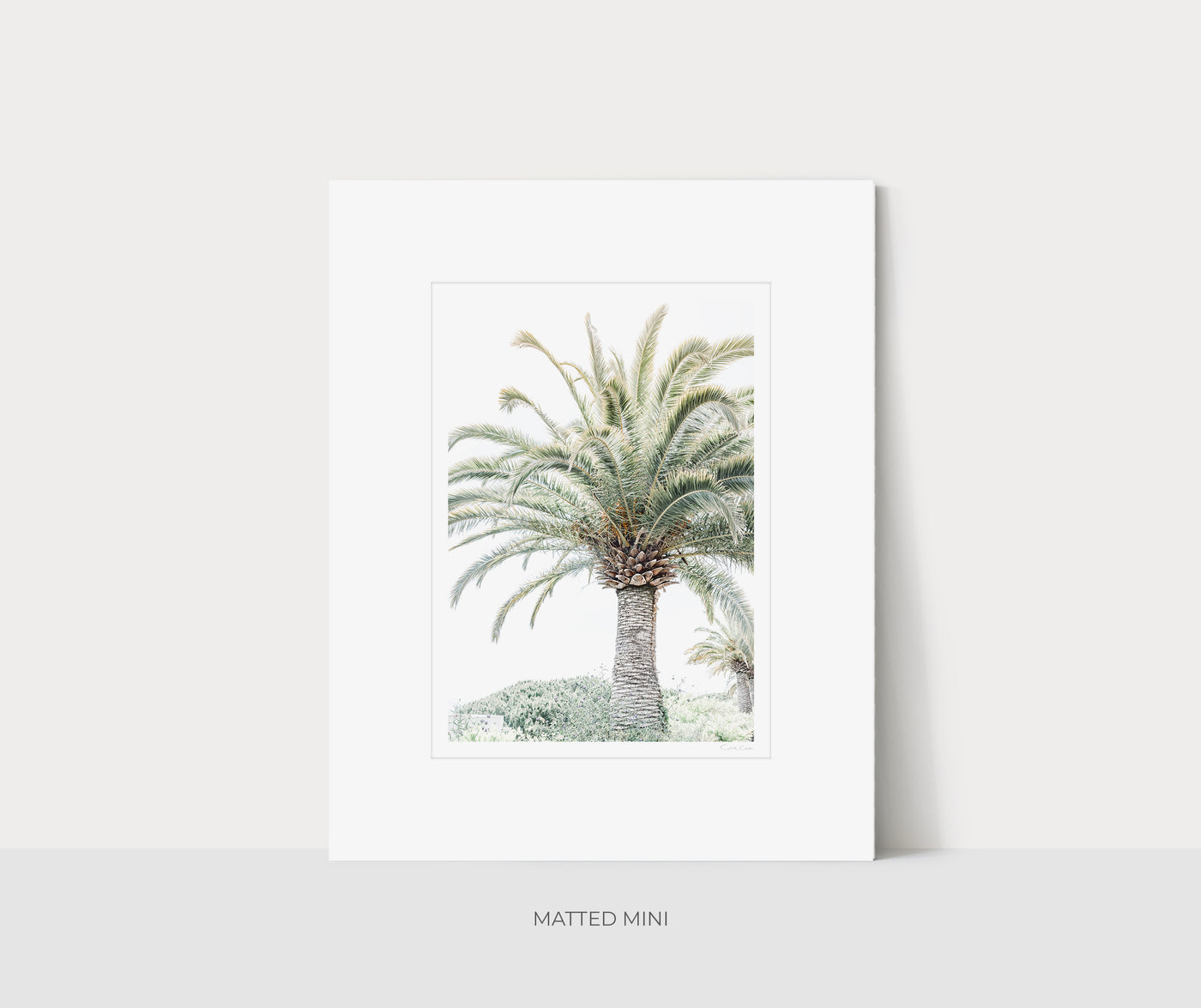 Palm tree art print by Cattie Coyle Photography in white mat