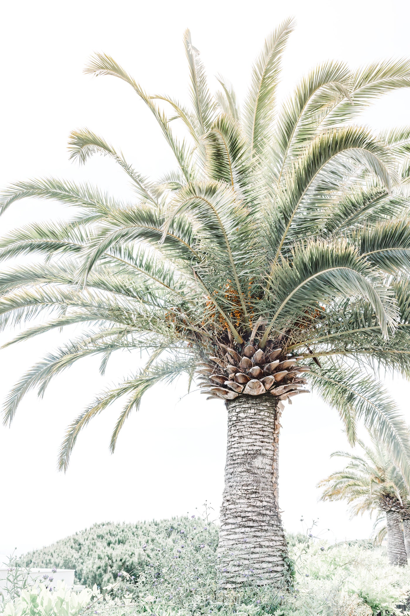 Palm tree art print by Cattie Coyle Photography