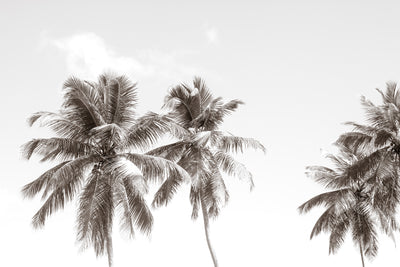Palm trees art print by Cattie Coyle Photography