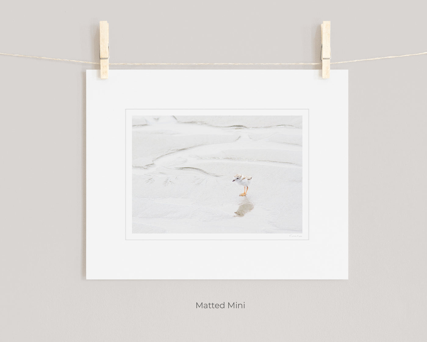 Piping Plover art print by Cattie Coyle Photography in white mat