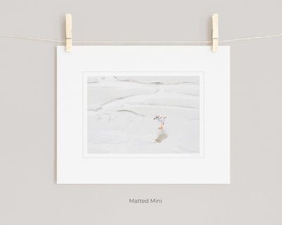 Piping Plover art print by Cattie Coyle Photography in white mat