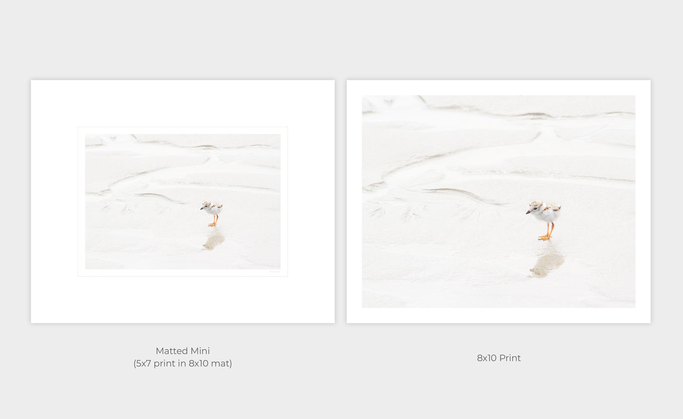 Piping Plover art print by Cattie Coyle Photography - print options
