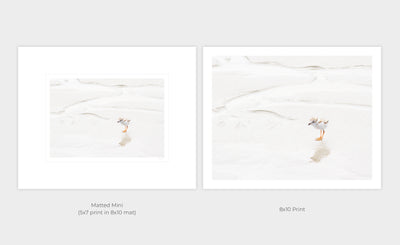 Piping Plover art print by Cattie Coyle Photography - print options