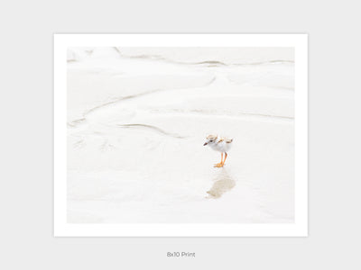 Piping Plover art print by Cattie Coyle Photography