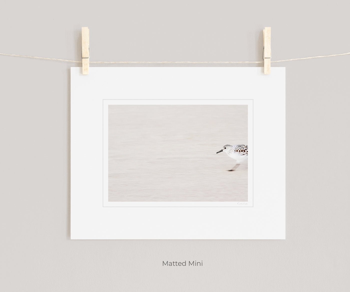 Sandpiper - Shore bird prints by Cattie Coyle Photography in white mat