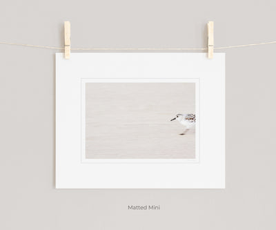 Sandpiper - Shore bird prints by Cattie Coyle Photography in white mat