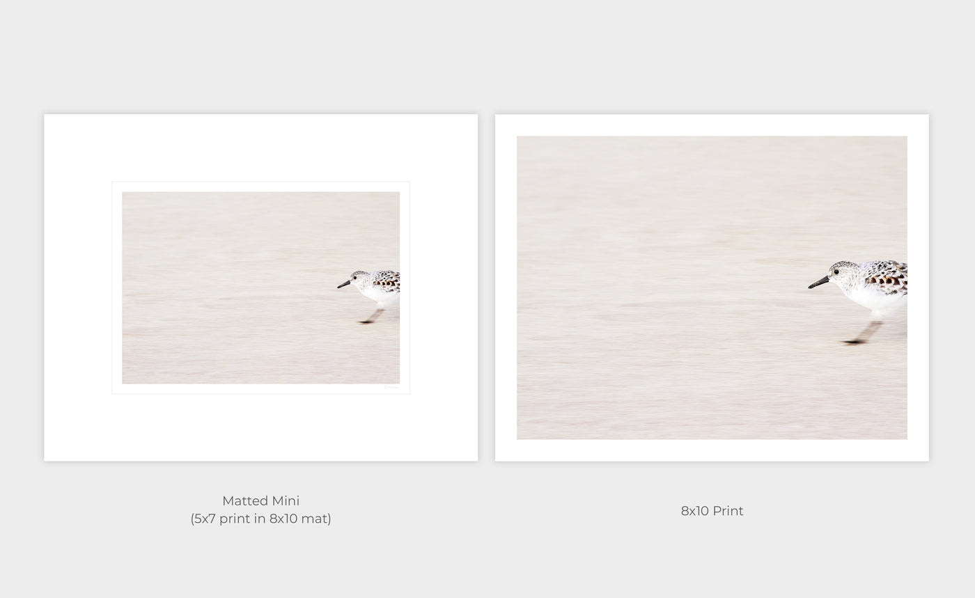 Sandpiper - Shore bird prints by Cattie Coyle Photography - print options