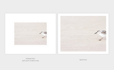 Sandpiper - Shore bird prints by Cattie Coyle Photography - print options