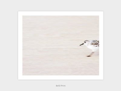 Sandpiper - Shore bird prints by Cattie Coyle Photography