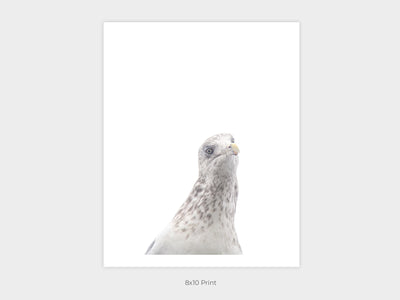 Seagull - Curious bird wall art by Cattie Coyle Photography